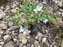 Nerisyrenia camporum