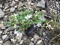 Nerisyrenia camporum