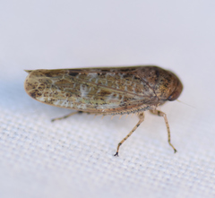 Allygidius atomarius