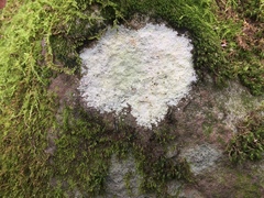 Trapelia placodioides