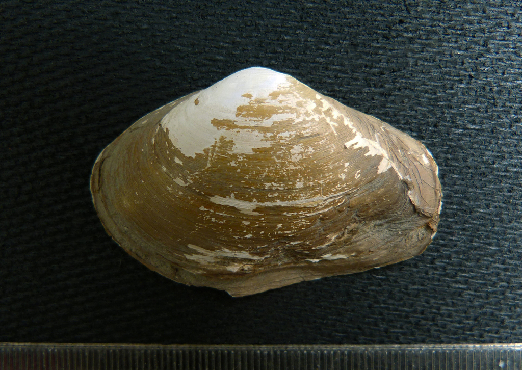 Mactrotoma isthmica