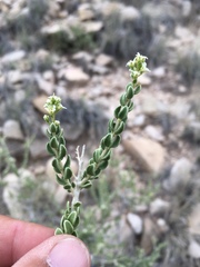 Mortonia scabrella