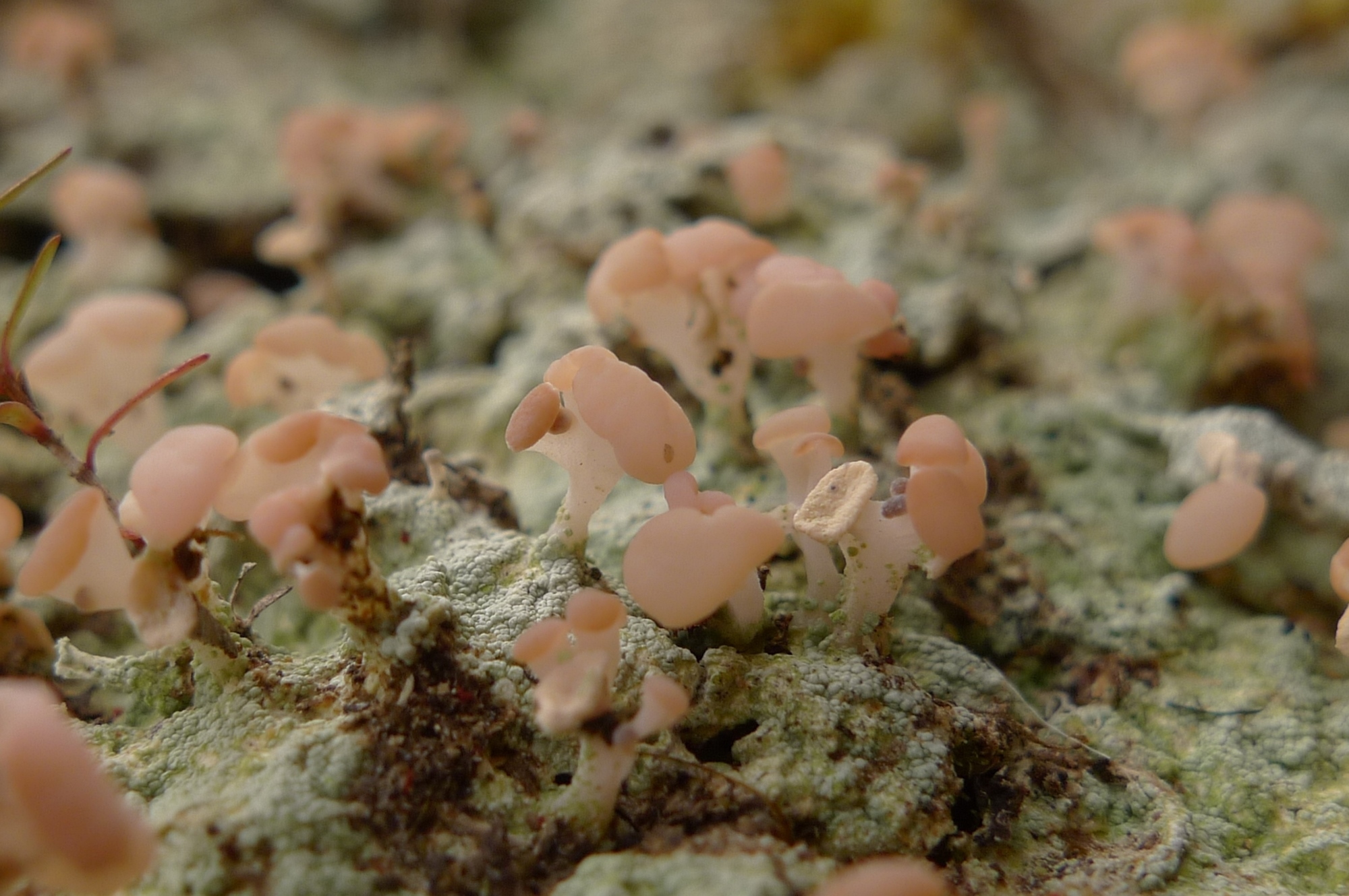 Baeomyces heteromorphus image