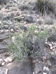 Mortonia scabrella