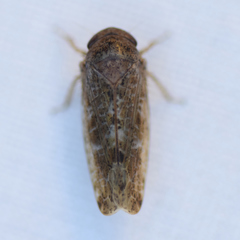 Allygidius atomarius