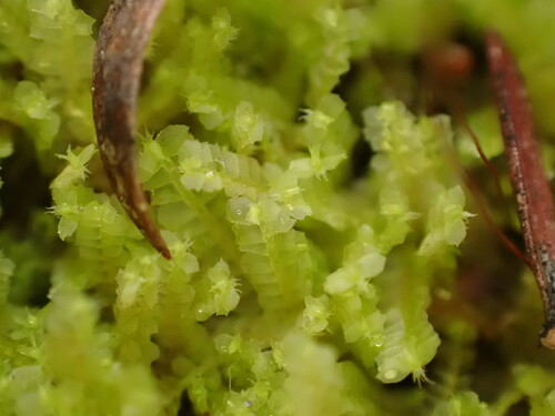 Leptoscyphus compactus