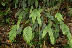 Blechnum colensoi