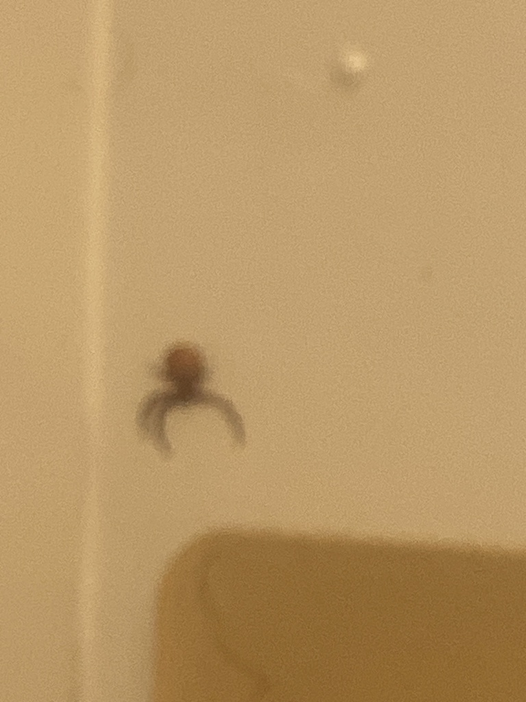 Crab Spiders from Reinhardt University, Waleska, GA, US on April 5