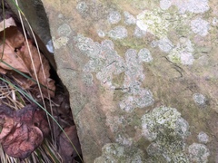 Bilimbia sabuletorum