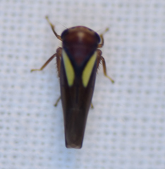 Balcanocerus provancheri