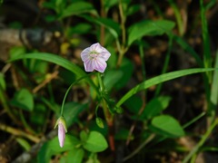 Spring beauty