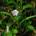 Claytonia virginica - Photo (c) Michael J. Papay, algunos derechos reservados (CC BY), subido por Michael J. Papay
