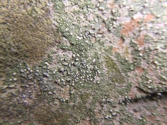 Bilimbia sabuletorum