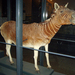 Quagga - Photo (c) FunkMonk, some rights reserved (CC BY-SA)