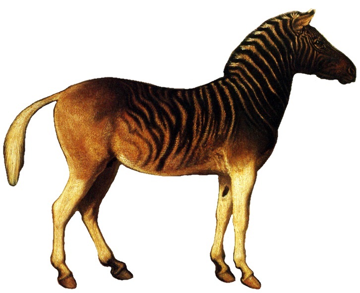 prehistoric zebra