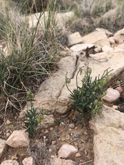 Hebecarpa barbeyana