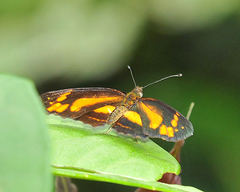 Castilia eranites