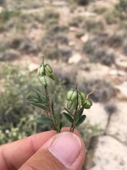 Hebecarpa barbeyana