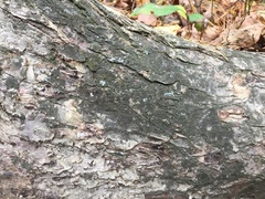 Rinodina papillata