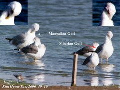 Larus fuscus heuglini