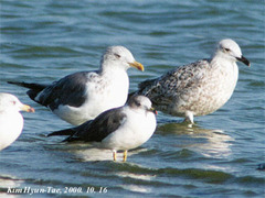Larus fuscus heuglini