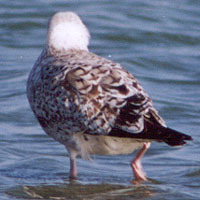 Larus fuscus heuglini