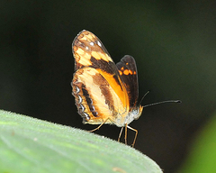 Castilia eranites