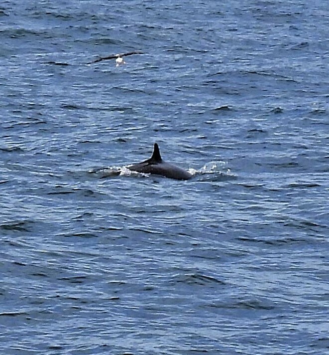 False killer whale surfacing in open water