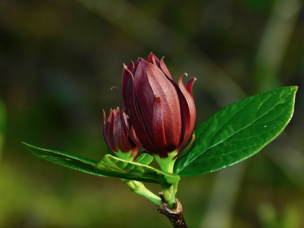 Calycanthus floridus, Macon County, NC, USA