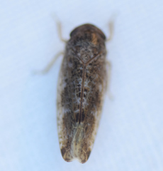 Allygidius atomarius