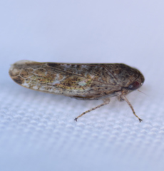 Allygidius atomarius