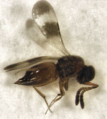 Ceraphronidae