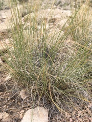 Muhlenbergia setifolia