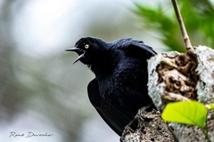 Greater Antillean Grackle photo 5