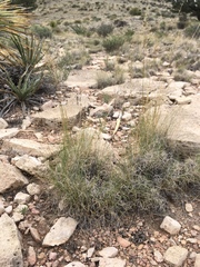 Muhlenbergia setifolia