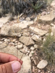 Muhlenbergia setifolia