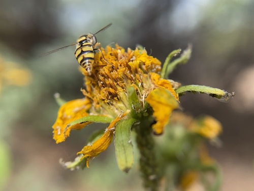 Yellow-shouldered Stout Hover Fly photo 6