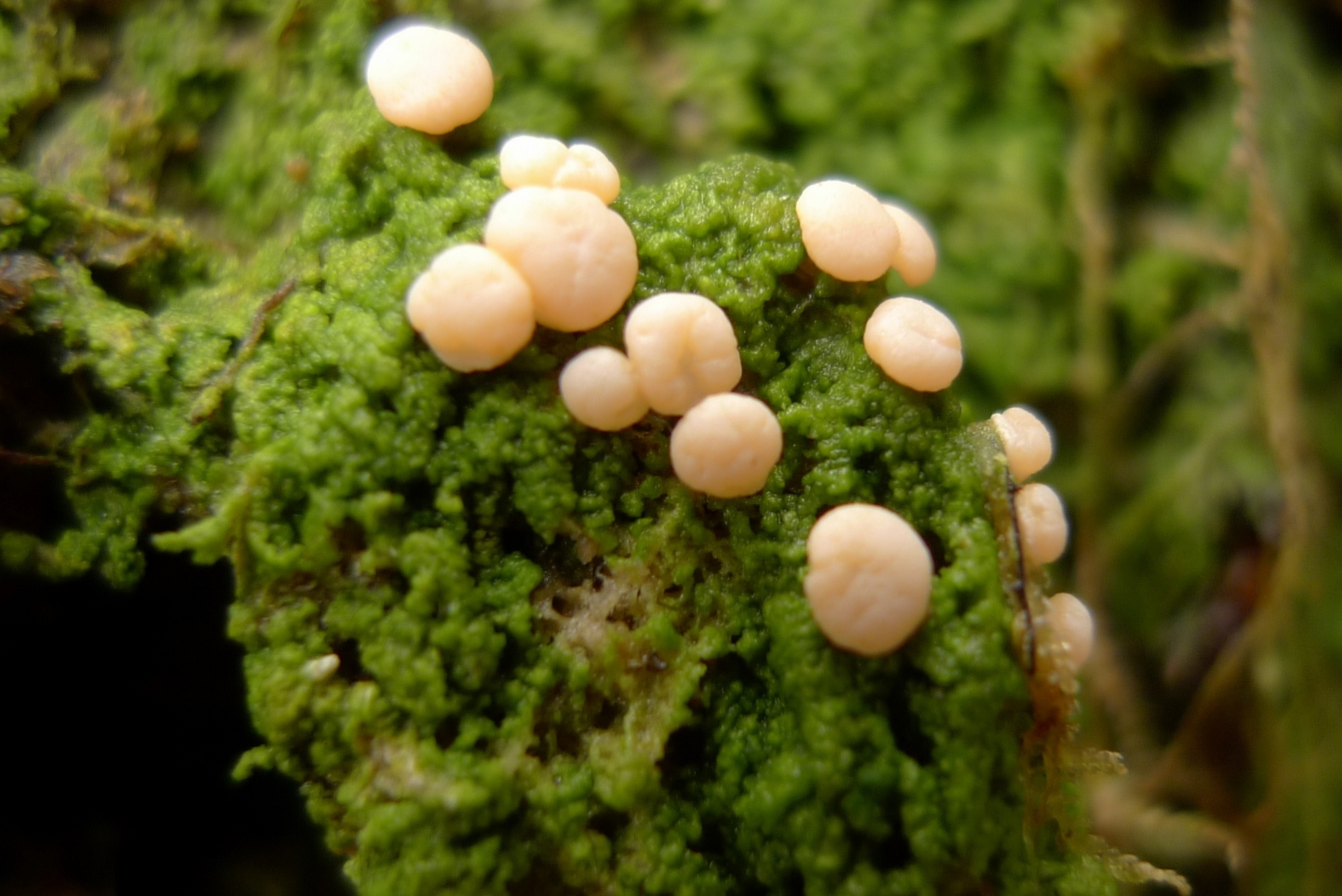 Icmadophilaceae image
