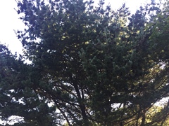 Pinus