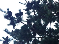 Pinus
