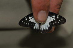 Catasticta prioneris