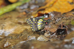 Catasticta prioneris