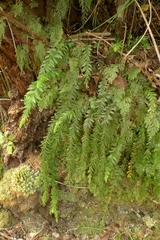 Tmesipteris tannensis