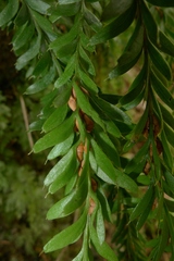 Tmesipteris tannensis