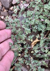 Dalea formosa
