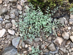 Dalea formosa
