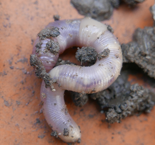 Green Worm, photo 5 of 9