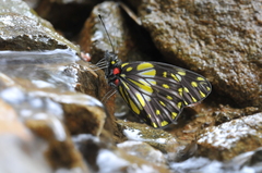 Catasticta prioneris