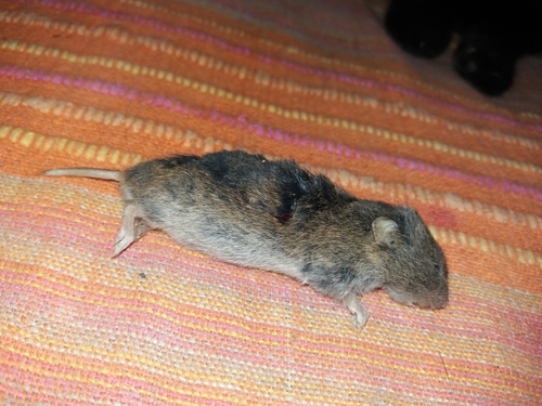 Lusitanian pine vole, 4405-685 Vila Nova de Gaia, Portugal, photo 6 of 10