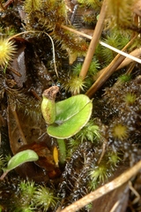 Corybas dienemus